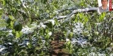 Zirai Don Felaketi: Çiftçi Zararları Büyüyor!