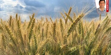 Çiftçiler Yüksek Buğday Fiyatı Bekliyor!