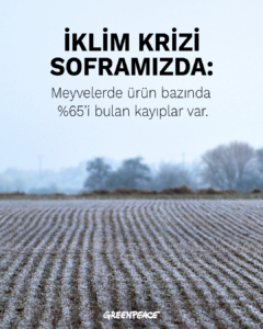 Meyve üretiminde büyük kayıp!
