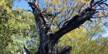 800 Yıllık Menengiç Ağacı Tescilleniyor!