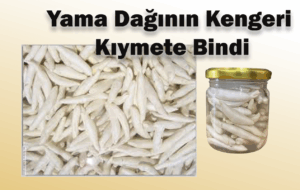 Kengeri Sivas’ta 12 Bin Tl ye Satıyorlar