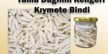 Kengeri Sivas’ta 12 Bin Tl ye Satıyorlar