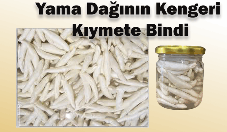 Kengeri Sivas’ta 12 Bin Tl ye Satıyorlar