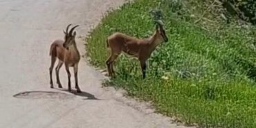 Yaban Keçileri Malatya’da Kayısı Bahçesinde Görüntülendi