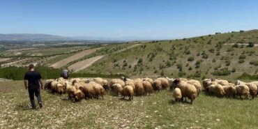 Malatya’da Yetiştiriciler Yaylalara Göç Ediyor!
