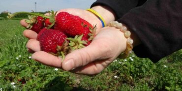 Don Vurdu, Tarım Bitti, AKP Hâlâ Talan Peşinde!