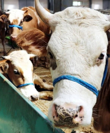 KIRMIZI ET UCUZLUYOR MU?