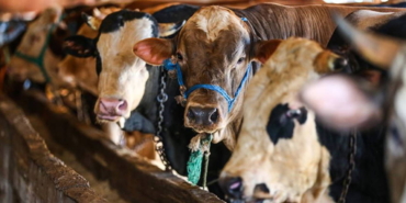 Süt Para Kazandırmıyor, inekler Kesiliyor