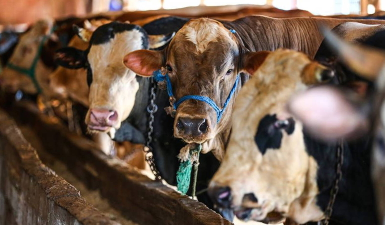 Şap Krizi Büyüyor