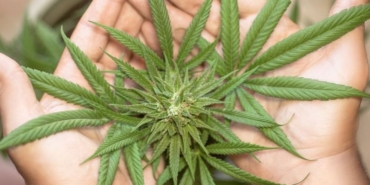 Esrar Bağımlılığı: Gençler İçin Tehlike Çanları!