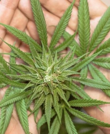 Esrar Bağımlılığı: Gençler İçin Tehlike Çanları!