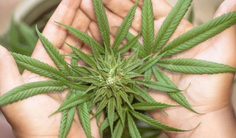 Esrar Bağımlılığı: Gençler İçin Tehlike Çanları!