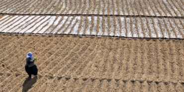 Tarla Ekilmediyse Devlet Kiraya Verecek