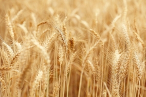 ARPA ALIMINDA GİZEMLİ FİYAT