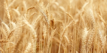 ARPA ALIMINDA GİZEMLİ FİYAT