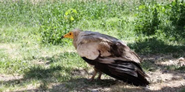 Darende’de Nesli Tükenen Beyaz Akbaba Kurtarıldı
