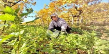 Demir Eksikliği Bitkileri Tehdit Ediyor!
