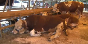 Bakanlık Şap Hastalığıyla Mücadelede Kararlı