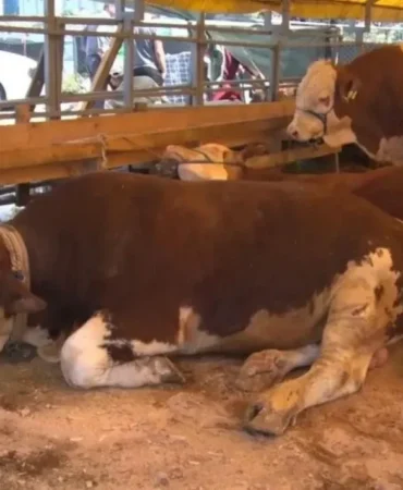 Bakanlık Şap Hastalığıyla Mücadelede Kararlı