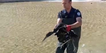 Yaralı Leylek, İtfaiye Ekipleri Tarafından Kurtarıldı!