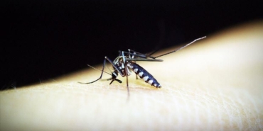 Sıtma İçin İlk Bebek İlaçı Onaylandı!