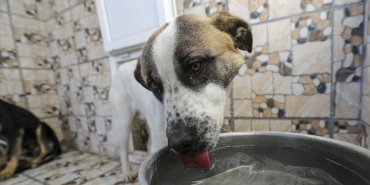 Malatya’da Sokak Hayvanları İçin Acil Toplantı!