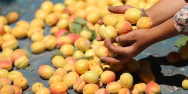 Malatya’da Kayısı Üretimi Don Felaketiyle Tehditte